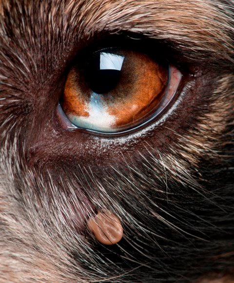 Ticks can hide around the dog's eyes