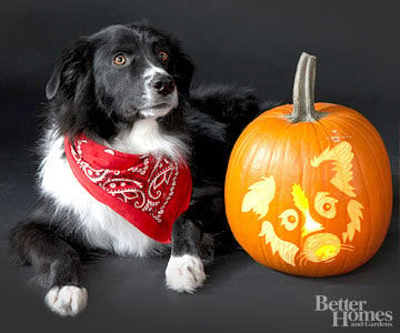 Pumpkin-Carvings of Dogs - Border Collie