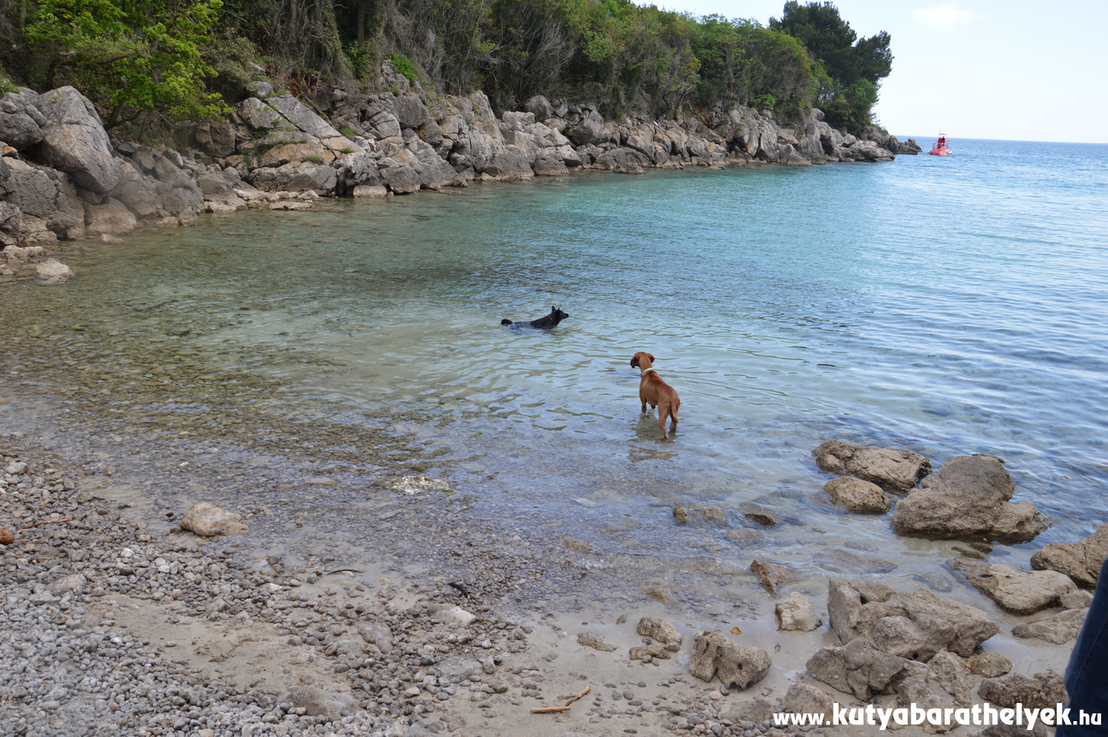 Bodza mutatta be a Redagara kutyás strandot a Krk-szigeten