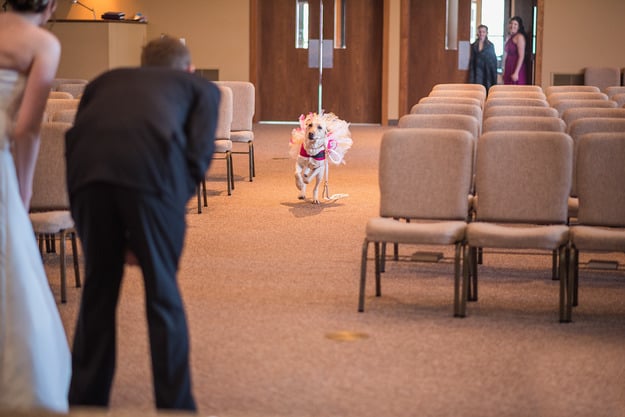 Bella joined her owner at the wedding ceremony 