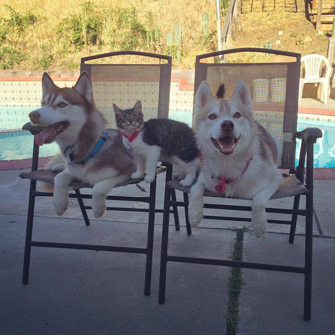 Rosie and her Husky family