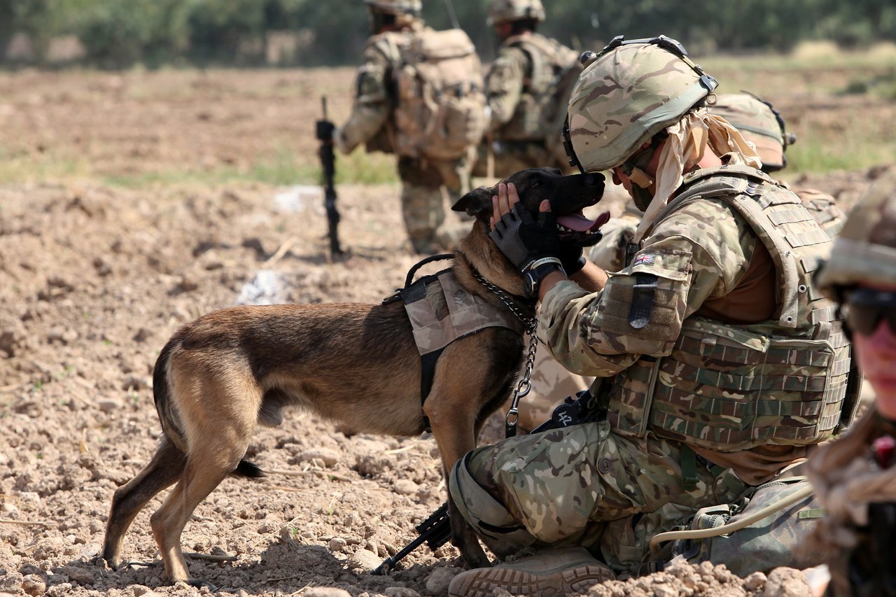 Working dogs (eg. military service dogs) save the lives of their collegues day-by-day