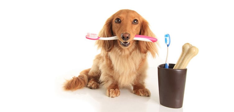 Clean your dog's teeth on a daily basis