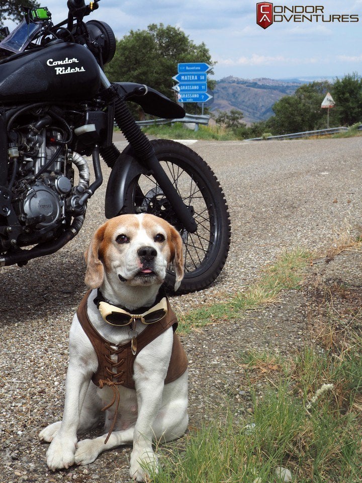 The dog who enjoys travelling by motorcycle
