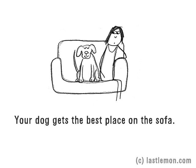 Your dog gets the best place on the sofa