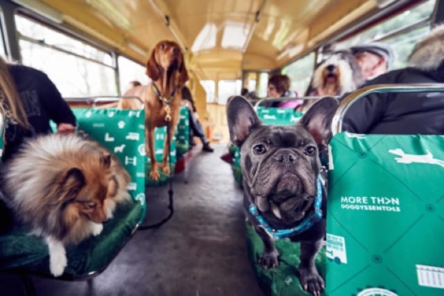 Bus tour for dogs in London