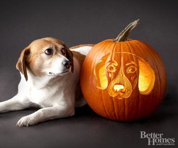 Pumpkin-Carvings of Dogs - Beagle