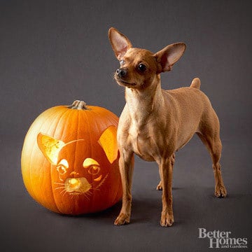 Pumpkin-Carvings of Dogs - Chihuahua