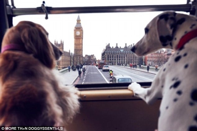 London bus tour for dogs and dog lovers