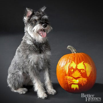 Pumpkin-Carvings of Dogs - Schnauzer