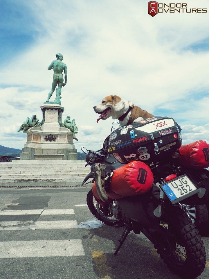 Dog on board: Brigi in Florence