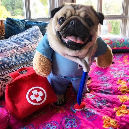 Alfie the Pug - Proof that not all heroes wear capes, Alfie the therapy Pug has been brightening the days of hospitalised children since 2014. Often spotted wearing a themed outfit, Alfie travels across the UK with his owner, Suzy, to provide unwell child
