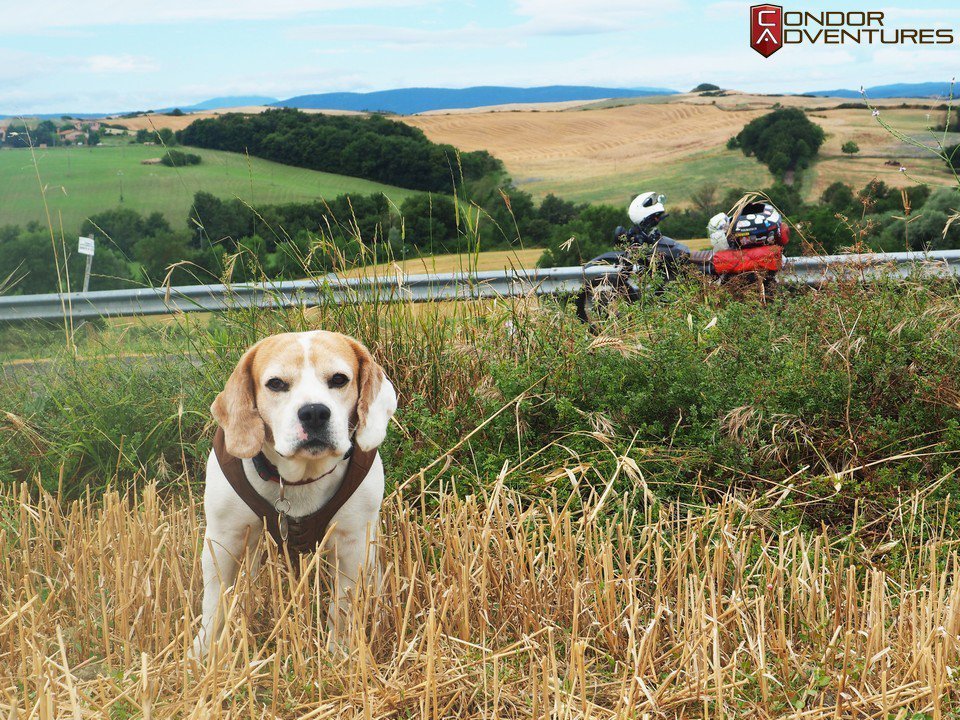 Exploring romantic Tuscany with a dog
