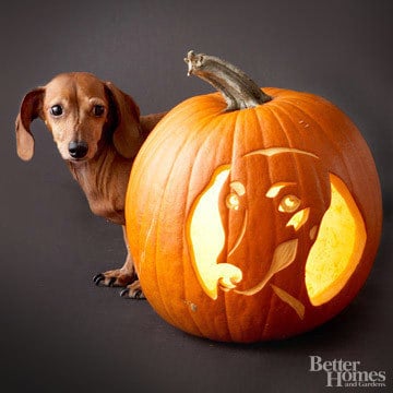 Pumpkin-Carvings of Dog - Dachshund