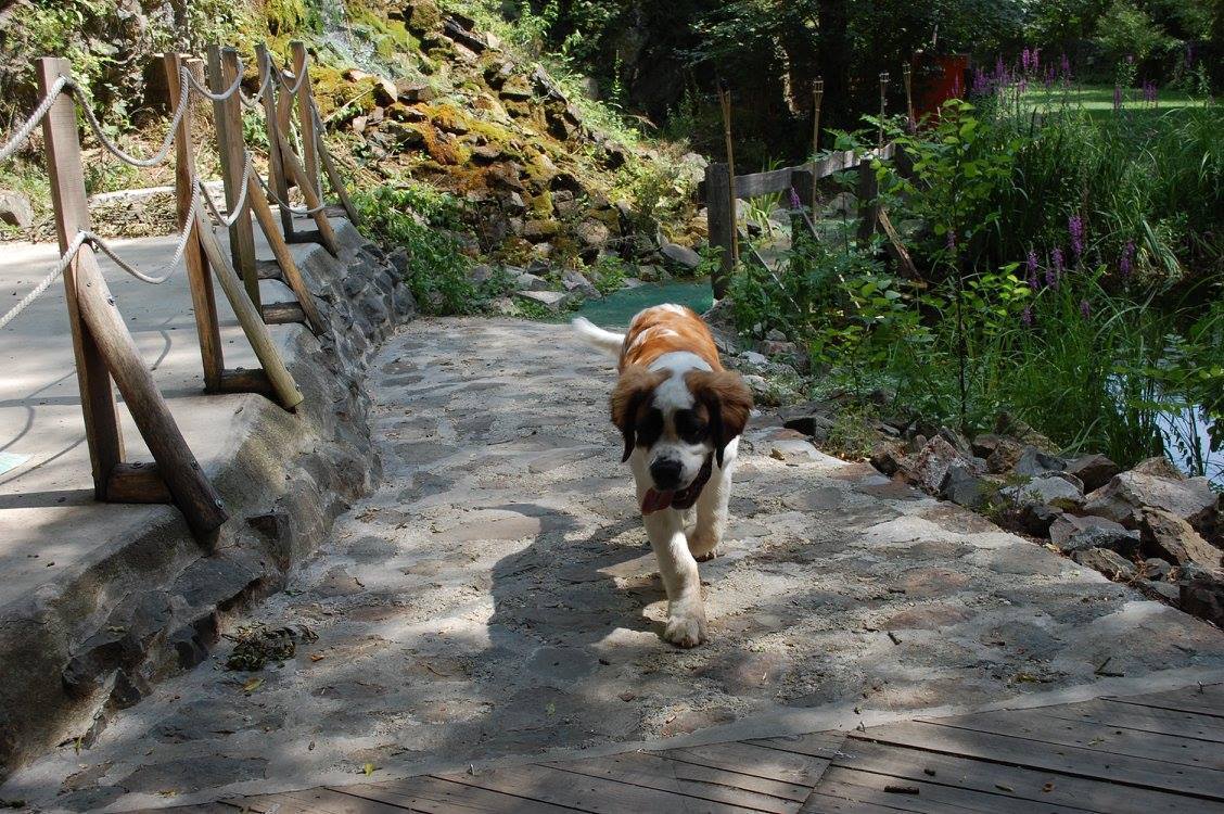 Dog friendly Öko-Park Holiday Camp and Adventure Park with a vast area waiting upon all two- and four-legged guests