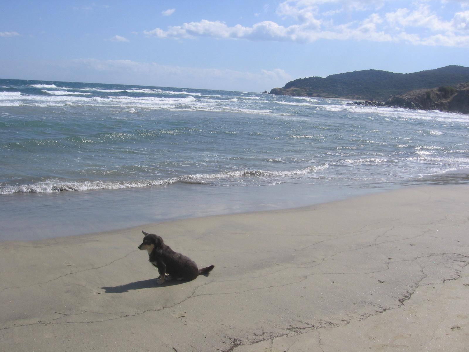 Kormi (Blacky) the lonely mutt on the Greek beach