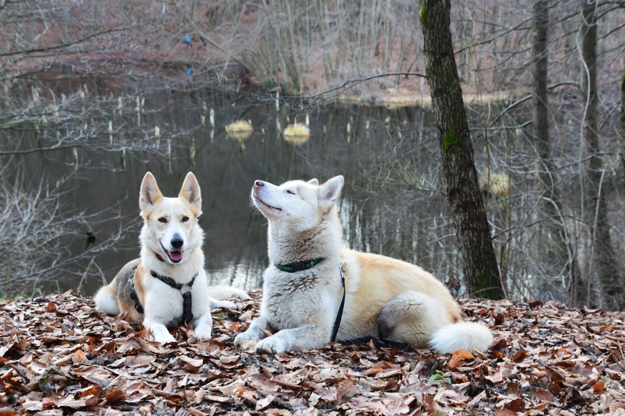 Dogs enjoy going on hikes – millions of smells await to be discovered by their noses