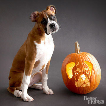 Pumpkin-Carvings of Dogs - Boxer