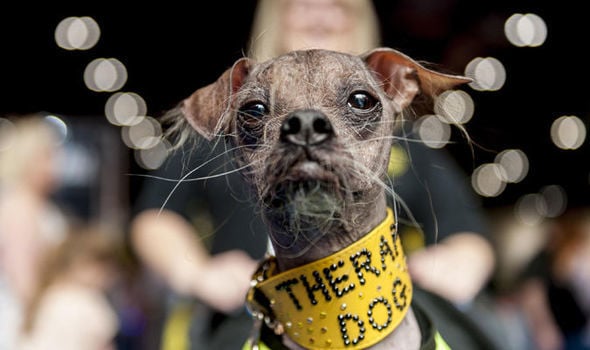 Mugly the Chinese Crested Dog - Proving that true beauty is found within, Mugly, winner of the World’s Ugliest Dog Contest in 2012, dedicated his life to helping others. Although he found international fame for his looks, he is fondly remembered as a hero