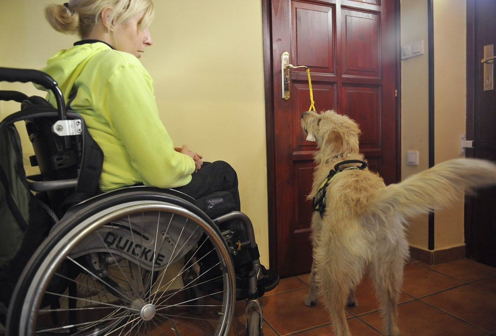 A service dog's company provides more freedom for a disabled person