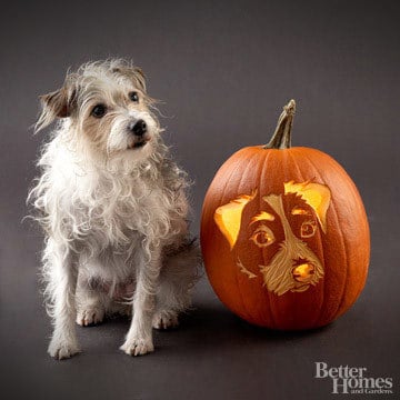 Pumpkin-Carvings of Dogs - Jack Russell
