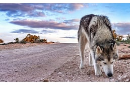 Into The Wild - The Adventures Of A Wolfdog