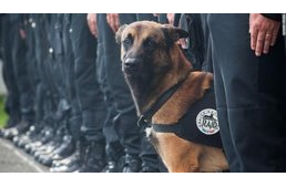 Diesel, the police dog fell victim to terrorism in France