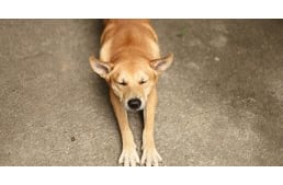 Morning stretch „a lá” dog – why do they do it?