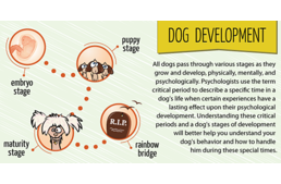 How are dogs developed?