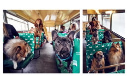 World’s first bus tour for dog lovers