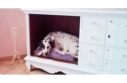 Luxurious surroundings for dogs? Yes!