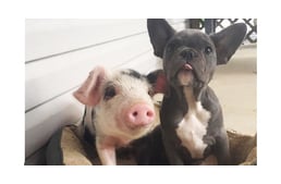 Piglet And Puppy Become BFFs