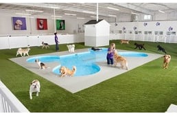 JFK Airport To Open Animal Only Terminal Complete With Luxury Dog Resort