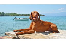 4+1 dog friendly beaches in the Island of Krk in Croatia