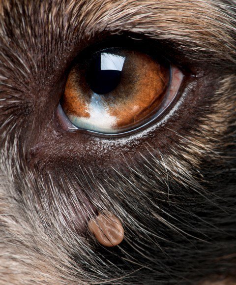 tick on dog's eyelid