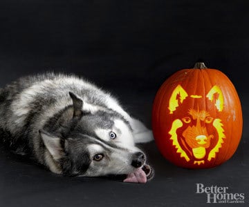 Pumpkin-Carvings of Dogs - Husky