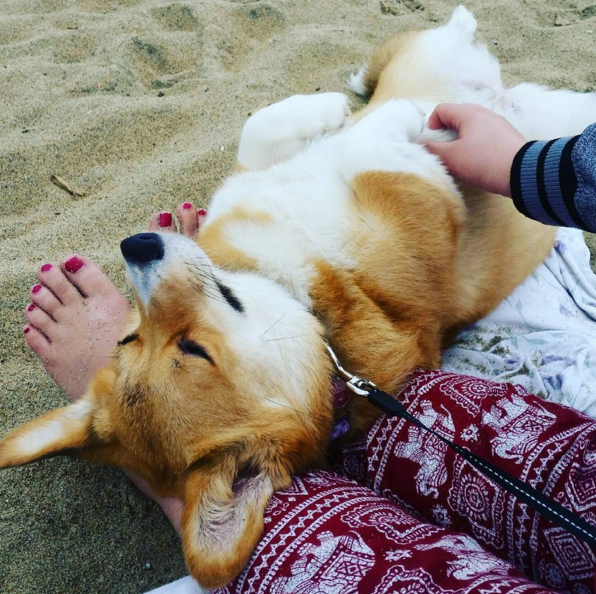 All Corgis got dog-tired by the end of the day