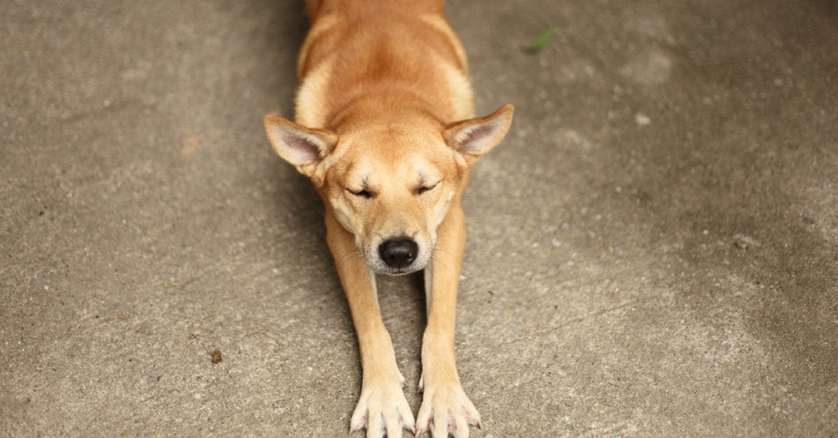 Stretching the muscles after waking up feels good – for our dogs, too