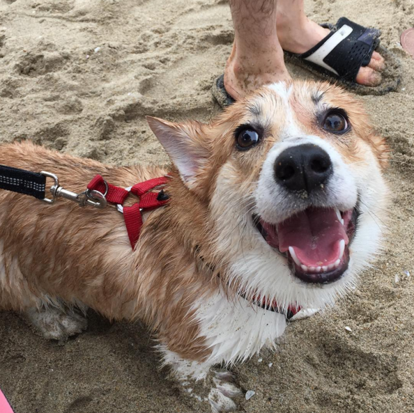 The happiest Corgi after bathing in the sea