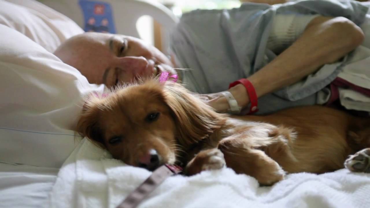 Szeretetet csempésznek a betegek életébe a terápiás kutyák