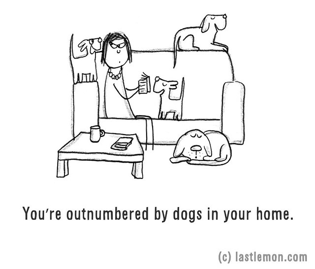 You're outnumbered by dogs in your home