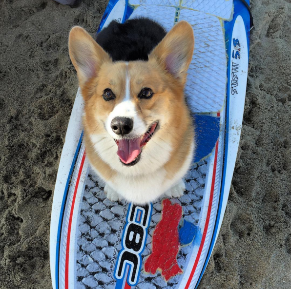 Corgi on the surfboard