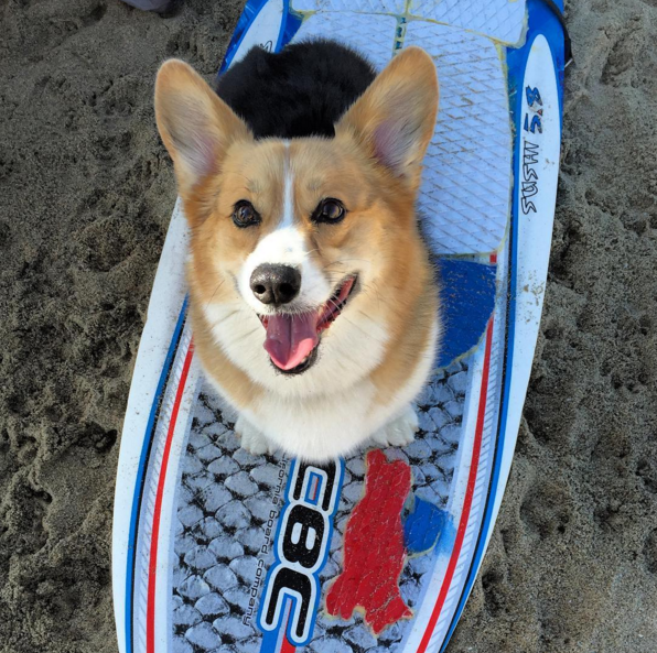 More Than 600 Corgis Had A Beach Party - Lifestyle