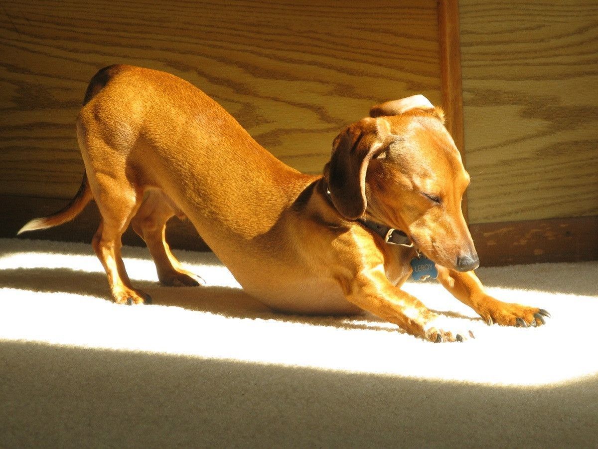 A good stretch helps the dog’s muscles get ready for the day