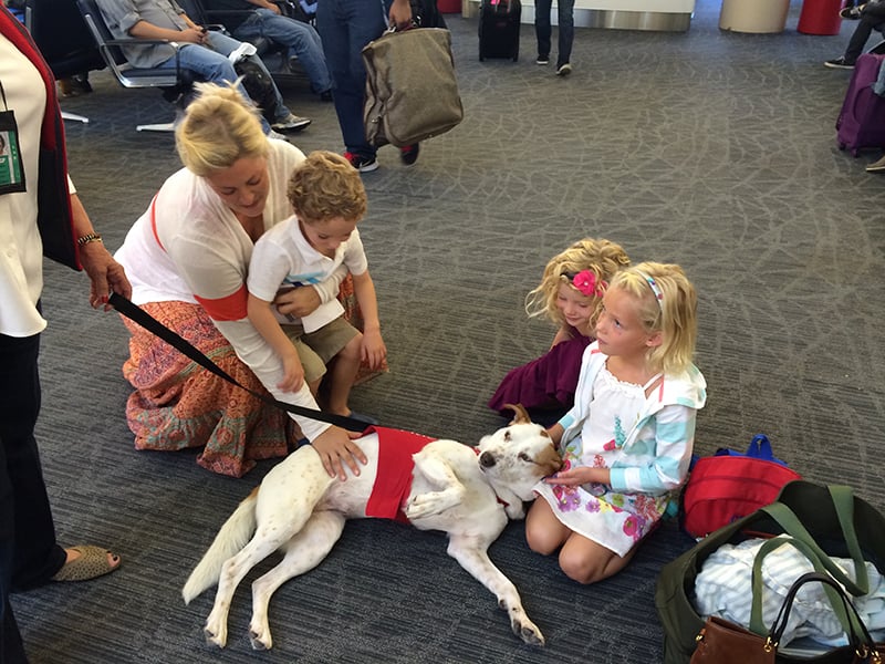 Therapy dog Hazel's presence always help children calm down before a flight