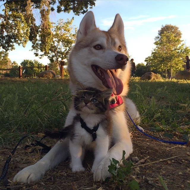 Rosie and Lilo in the park 