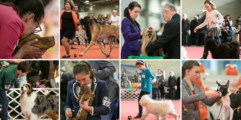 Winter Dog Show 2017 