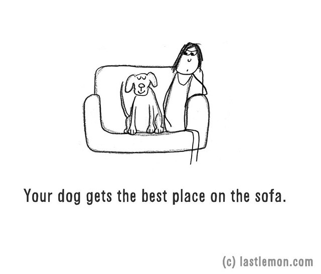 Your dog gets the best place on the sofa