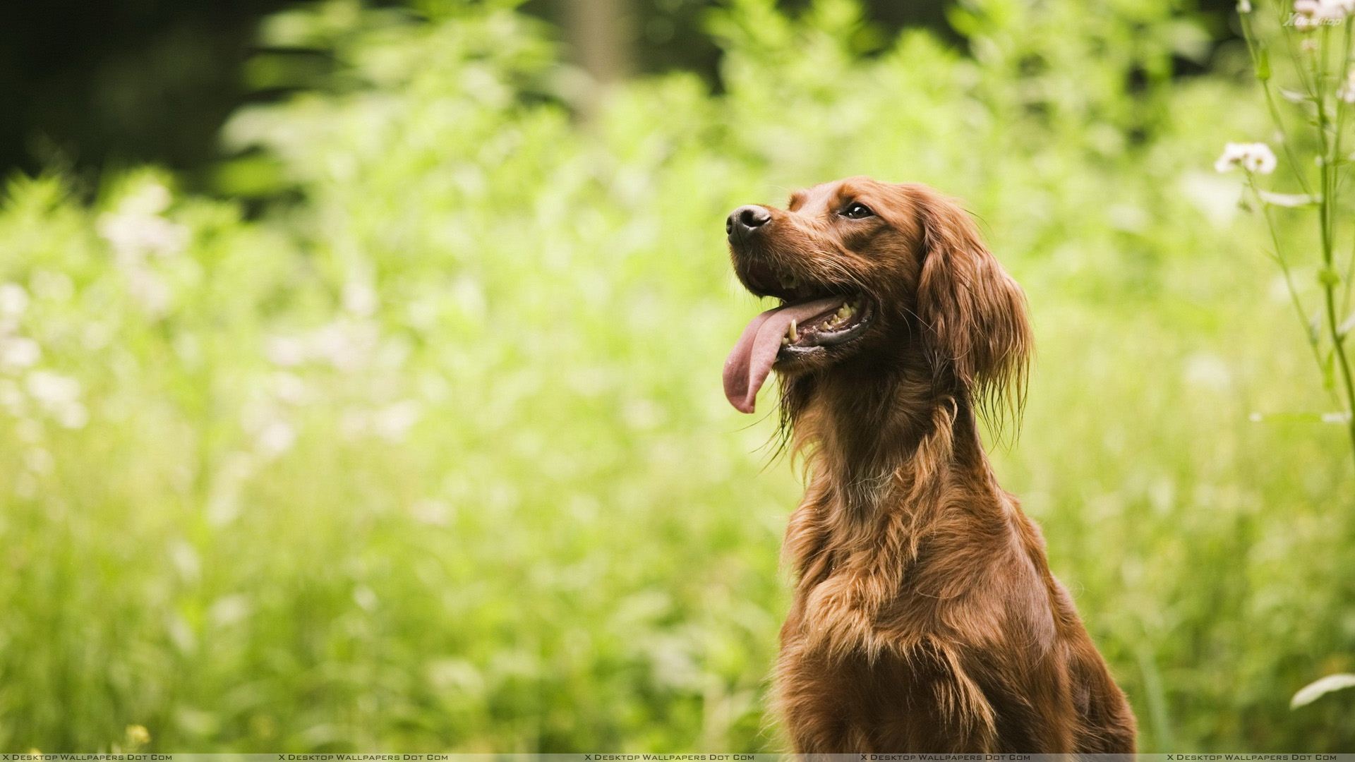 Ticks are dangerous for dogs and they can easily hide in our garden