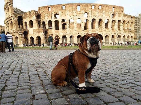 Roscoe sitting in front of the Colosseum in Rome